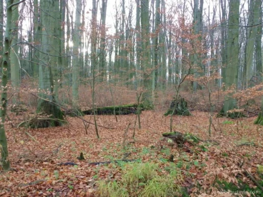 Wälder bei Büren, Nordrhein-Westfalen - Foto 8